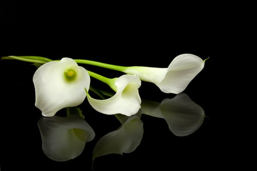 beautiful white Calla lilies over black background