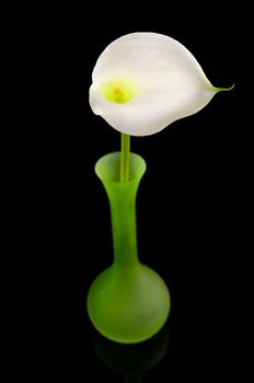 beautiful white Calla lilly in green vase over black background