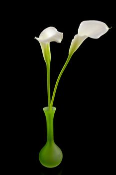 beautiful white Calla lilly in green vase over black background