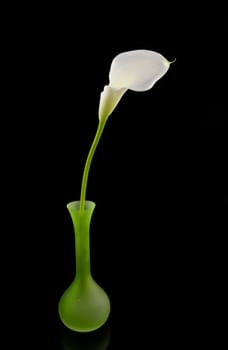 beautiful white Calla lilly in green vase over black background