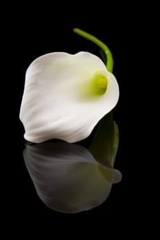 beautiful white Calla lilly mirroring over black background
