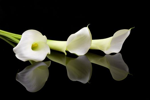 Beautiful white Calla lillies with mirroring over black background