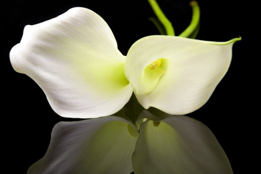 Beautiful white Calla lillies with mirroring over black background