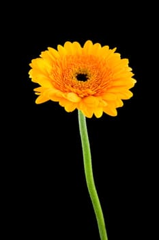 Yellow Gerber flower on stem  isolated on black background