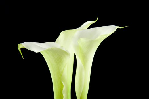 White Calla flowers in closeup over black background
