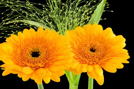 Yellow Gerber flower in closeup over black background