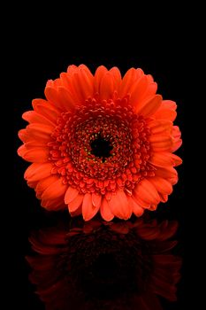 Red Gerber flower in closeup over black background