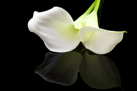 Beautiful white Calla lily with mirroring over black background