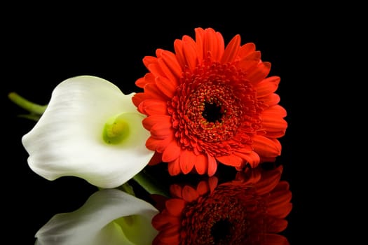 White Calla and red Gerber flowers with mirroring over black background