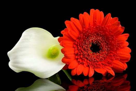 White Calla and red Gerber flowers with mirroring over black background