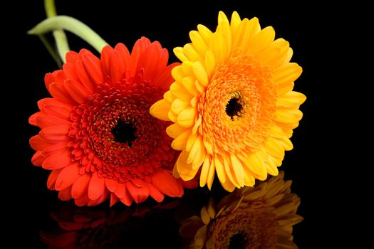 Red and yellow gerber flowers with mirroring over black background
