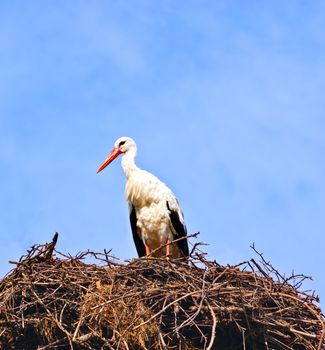 Stork in its nest over a clear blue backround