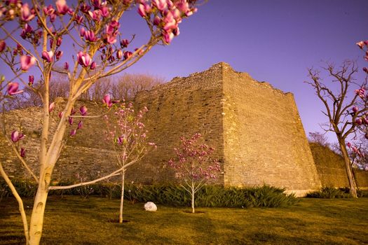 Night Shot City Wall Park Beijing, China with pink magnolias  This is the city wall park with the original wall that surrounded the old city of Beijing.

Resubmit--In response to comments from reviewer have further processed image to reduce noise, sharpen focus, reduce filtering and adjust lighting.
