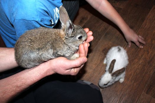 small nice rabbit in the hand and another one