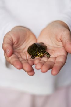 Hands holding a tiny terrapin, turtle, turtoise