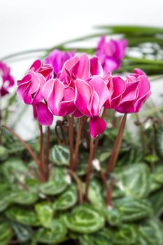 An image of some nice pink cyclamen flowers