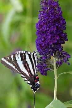 A close up shot of a Zebra Swallowtail Butterfly (Protographium marcellus) on some purple flowers.