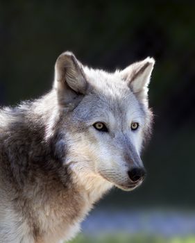 A close up shot of a Gray Wolf (Canis lupus).