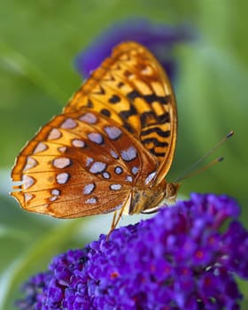 A macro shot of a Great Spangled Fritillary butterfly (Speyeria cybele) on some purple flowers.