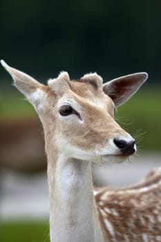 A close up shot of a young white tailed deer (Odocoileus virginianus).