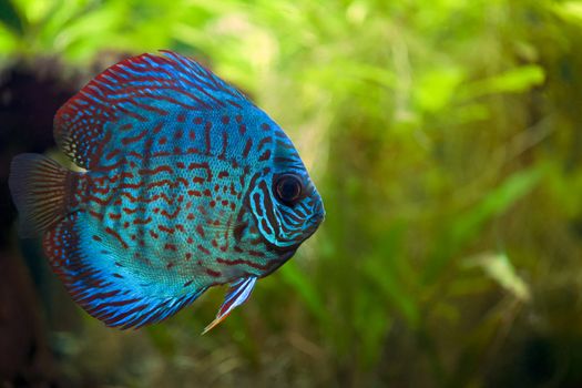 A colorful close up shot of a Discus Fish