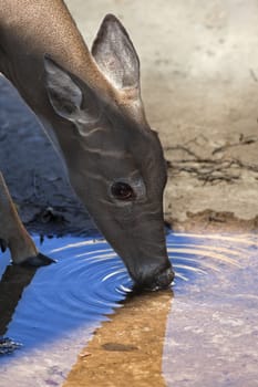 A close up shot of a young white tailed deer (Odocoileus virginianus) drinking from a small pool of water.