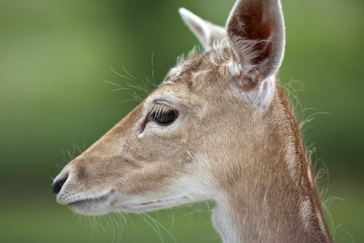 A close up shot of a young white tailed deer (Odocoileus virginianus).