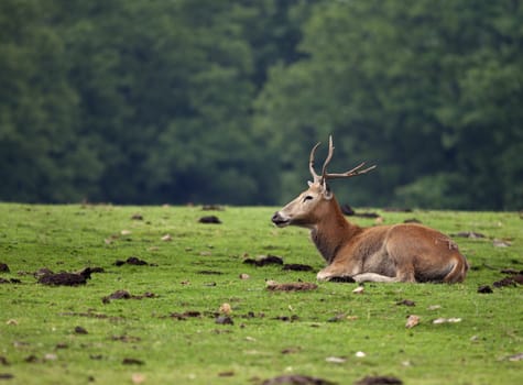 A red deer laying in an open field with the wooded trees in the background.