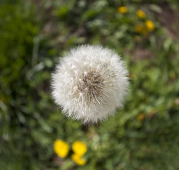 A close up fisheye shot of a dandelion.