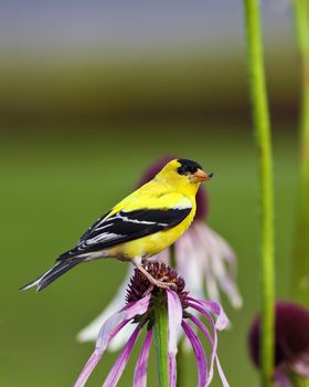 A close up shot of a male American Goldfinch (Carduelis tristis) also known as the Eastern Goldfinch and Wild Canary on top of a purple flower.