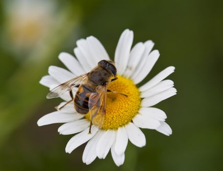 A macro shot of a Honey Bee on a daisy flower.