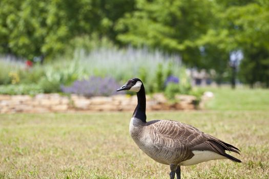 A close up of a single Canada Goose (Branta canadensis).