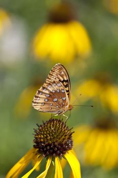 A macro shot of a Great Spangled Fritillary butterfly (Speyeria cybele) on top of a yellow coneflower (Echinacea paradoxa).