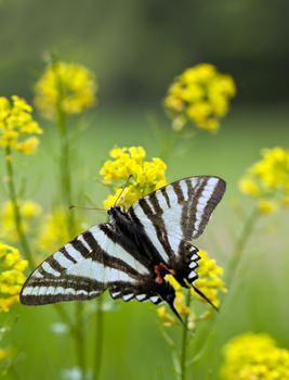 A close up shot of a Zebra Swallowtail Butterfly (Protographium marcellus) on some yellow flowers.