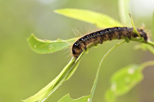 A macro shot of a Tent Caterpillar chewing on a leaf.