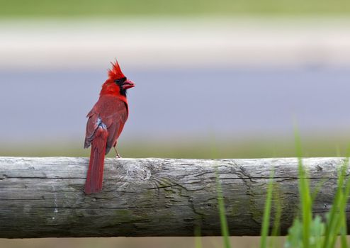 A close up shot of a Northern Cardinal bird (Cardinalis cardinalis) on a fence post with room for copy.