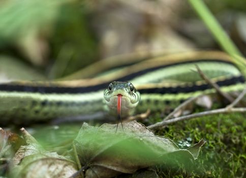 A close up shot of a Western Ribbon Snake (Thamnophis proximus) with its tongue out. This snake is a species of garter snake.