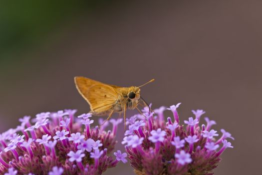 A macro shot of a Skipper butterfly on some little purple flowers