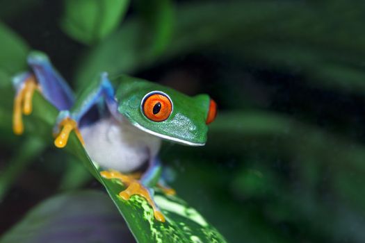 A close up shot of a Red Eyed Tree Frog (Agalychnis callidryas) in the rainforest.