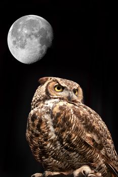 A close up shot of a Great Horned Owl (Bubo virginianus) in the night sky with the moon in the background.