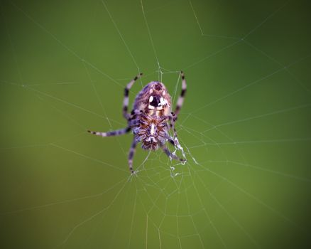 A macro shot of a orb weaver spider spinning its web.