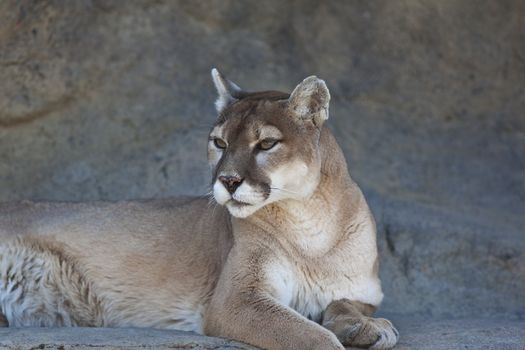 A close-up shot of a Mountain Lion (Puma concolor).