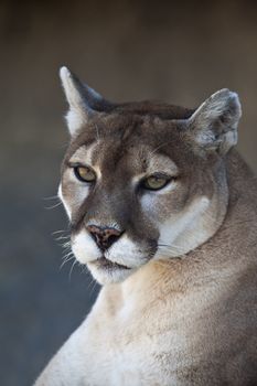 A close-up shot of a Mountain Lion (Puma concolor).