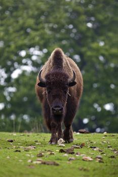 An American Bison (Bison bison) walking straight towards the camera.