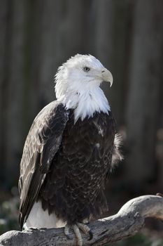 A bald eagle (Haliaeetus leucocephalus) perched on a branch in a tree.