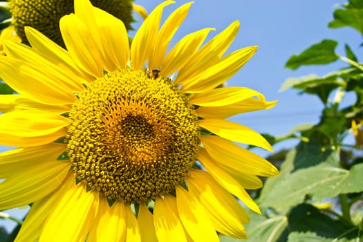 sunflowers at the field