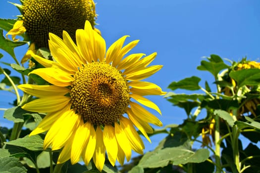 sunflowers at the field