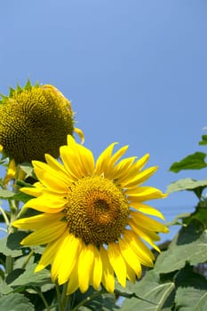 sunflowers at the field