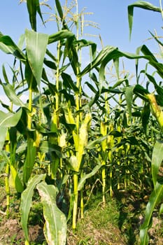 Green field of corn growing up