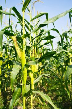 Green field of corn growing up